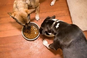  The U.S. is About to Get Its First Certified Humane Labeled Dry Dog Food