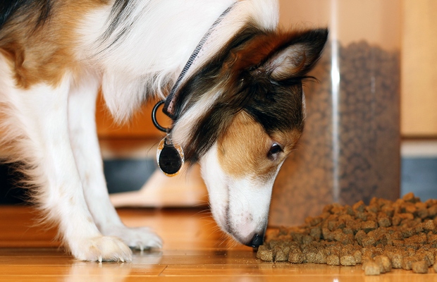 The U.S. is About to Get Its First Certified Humane Labeled Dry Dog Food