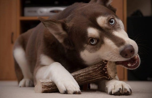 These Naturally Shed Antlers Are a Delicious Treat for Your Dog