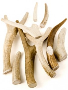 These Naturally Shed Antlers Are a Delicious Treat for Your Dog