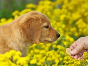 This Store Provides Pet Owners With Healthier Alternative Products in a Unique Way