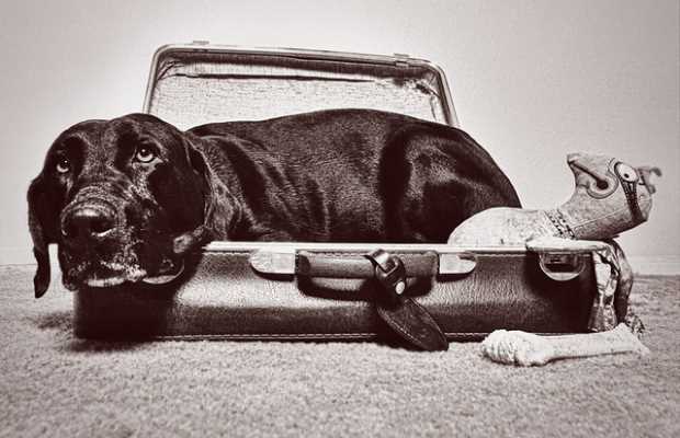 Tips for Traveling with Your Dog