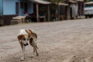 Tips on How to Help a Stray Dog