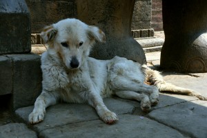 Tips on How to Help a Stray Dog