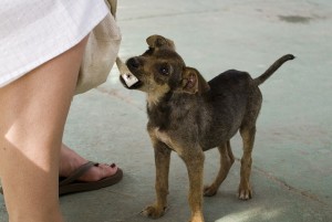 Tips on How to Help a Stray Dog