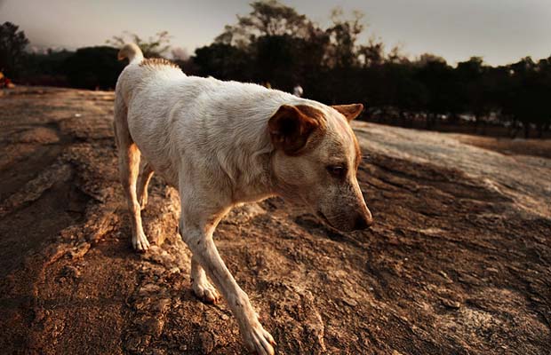 Tips on How to Help a Stray Dog