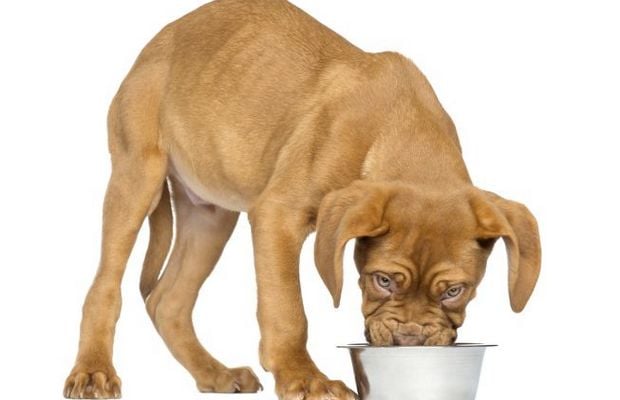 Two Pet Food Companies Merge to Create Whitebridge Pet Brands