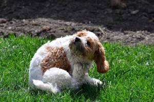 Ways to Minimize Shedding in Dogs