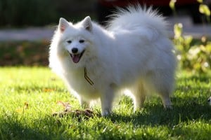 Ways to Minimize Shedding in Dogs