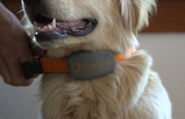 Where's Nellie GPS Pet Locator App Trying to Grow with the Help of Kickstarter