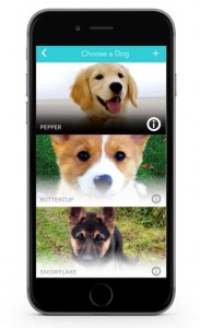 Best Dog Tech Devices Pet Owners Love