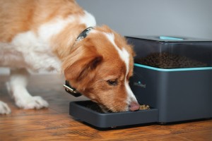 Best Dog Tech Devices Pet Owners Love