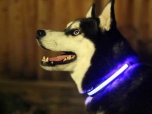 Best Dog Tech Devices Pet Owners Love