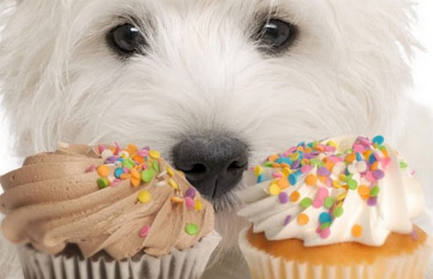 Bakery in New York Has Gone to the Dogs