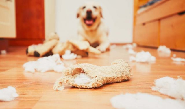 Best Dog Supplies for Solving Bad Behavior Problems in Dogs