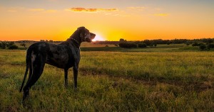 Best Family Dogs