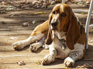 Best Family Dogs