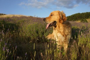 Best Family Dogs