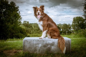 Best Family Dogs