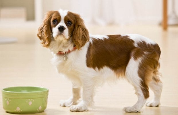 Dog Food Recalled Due to Possible Salmonella Contamination