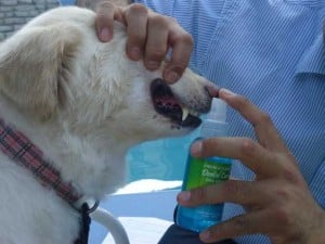 Dog Teeth Cleaning 101 - How to Clean Dogs' Teeth