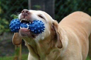 Dog Teeth Cleaning 101 - How to Clean Dogs' Teeth