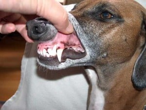 Dog Teeth Cleaning 101 - How to Clean Dogs' Teeth