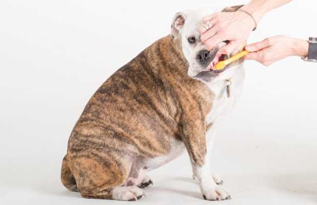 Dog Teeth Cleaning 101 - How to Clean Dogs' Teeth