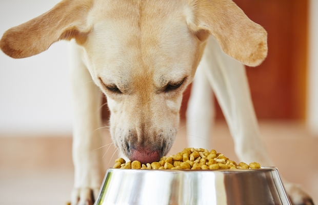 First Microwavable Dog Food Created in Japan