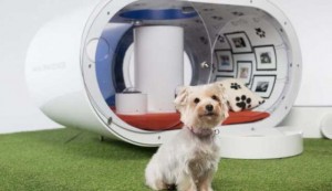 Future Dog Technology that Every Pet Owner Will Want