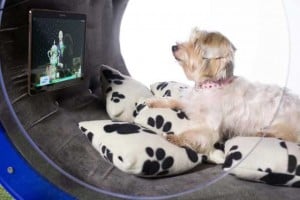 How Future Dog Technology Will Affect Pet Owners