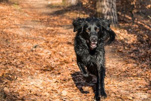 How to Prepare Your Dog for Camping