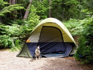 How to Prepare Your Dog for Camping