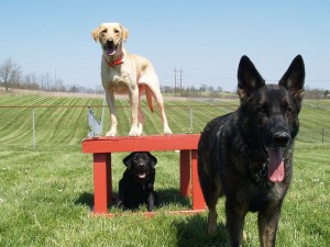 How to Start a Dog Training Business