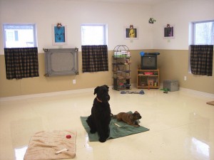 How to Start a Dog Training Business