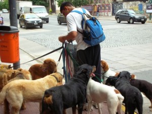 How to Start a Dog Walking Business