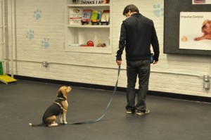 How to Write a Dog Training Business Plan