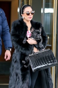 Lady Gaga To Launch a Dog Product Line