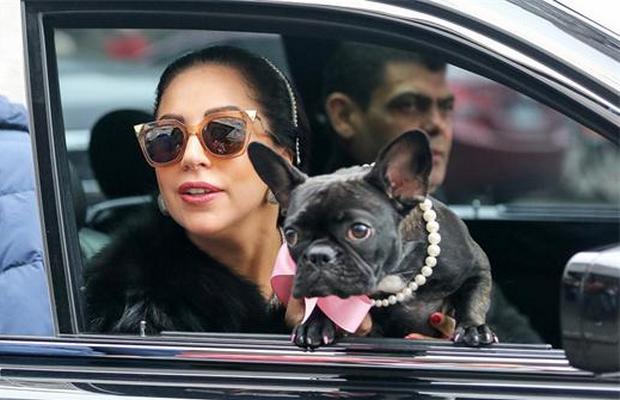 Lady Gaga To Launch a Dog Product Line