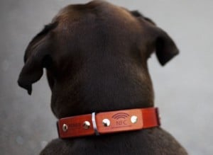 MEMAPets Introduces ALU Smart Collar for Dogs