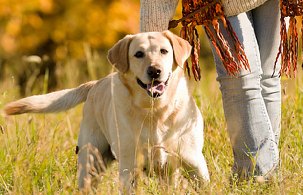 New App Matches Shelter Dogs with People Looking for a Walking Buddy