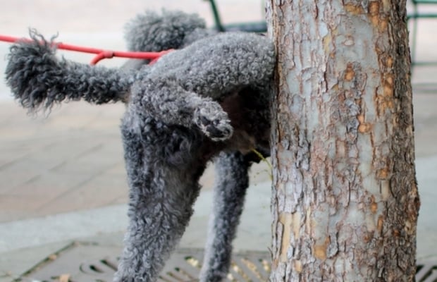 New Company Releases Product to Prevent Dogs From Peeing on Trees