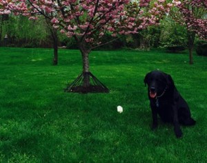 New Company Releases Product to Prevent Dogs From Peeing on Trees