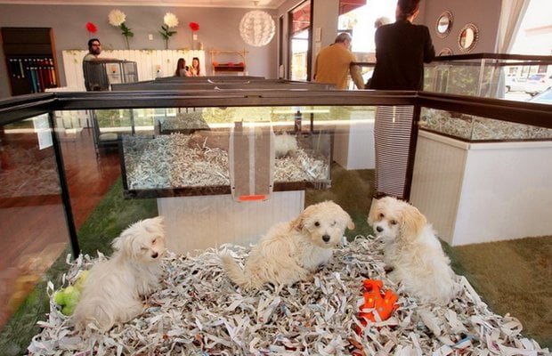 New Pet Shops Temporarily Banned in San Marcos, TX