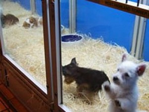 New Pet Shops Temporarily Banned in San Marcos, TX