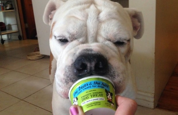 New Pet Startup Sells Doggie FroYo