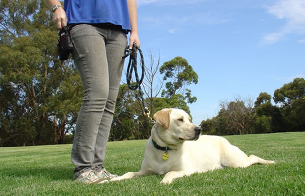 New Products Helps Keep Your Dog Focused While Training