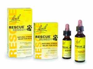 Top 10 Dog Products You Will Need While Traveling With Your Pet