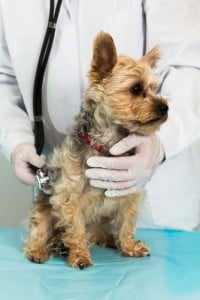 find out dog breed to prevent health problems in dogs