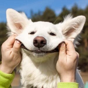 person making a dog smile